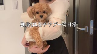 【日常Vlog】独身OL、今日もチワプーに癒されています。