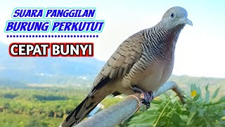 Download lagu Burung Perkutut Lokal Suara Besar Manggung Gacor Memanggil Lawan mp3 Download lagu Burung Perkutut Lokal Suara Besar Manggung Gacor Memanggil Lawan mp3