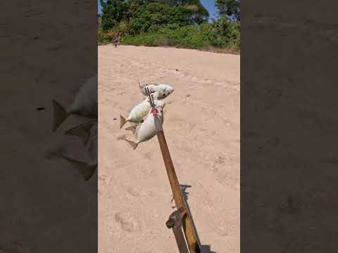 Catching dinner with hand made spear 🔱🐟