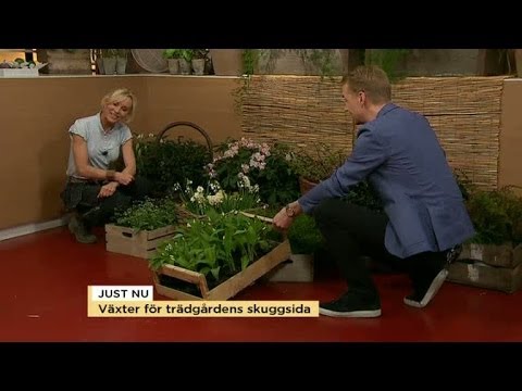 , title : 'Victoria Skoglund tipsar om växter för trädgårdens skuggsida - Nyhetsmorgon (TV4)'