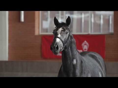 15 Hengst / Stallion v. AirJordan - Cornet Obolensky