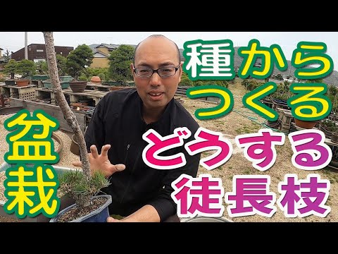 盆栽:切り方のコツ トピックス