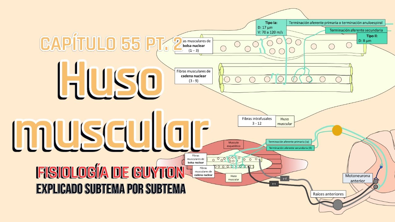 CAP 55 2/5: El huso muscular, reflejo miotático y rotuliano l Fisiología de Guyton