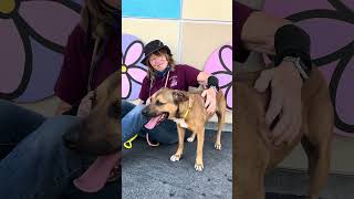 Video preview image #1 German Shepherd Dog-Retriever  Mix Puppy For Sale in Pasadena, CA, USA