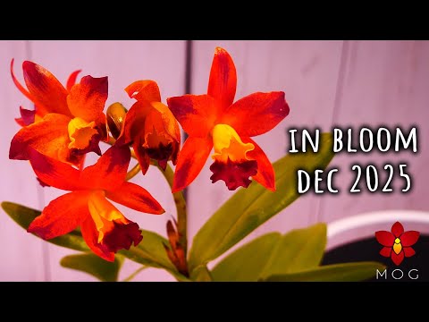 What's in bloom in the Orchid Room? December 2025
