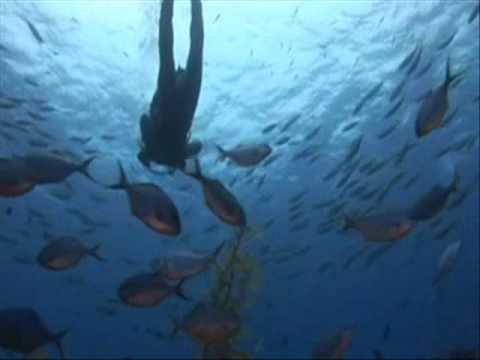 Laisons Reef, Scuba Diving at White Island