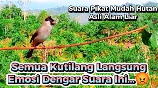 Download lagu Pikat kutilang MUDAH HUTAN gacor memanggil lawan, semua kutilang langsung ngumpul🦅 mp3 Download lagu Pikat kutilang MUDAH HUTAN gacor memanggil lawan, semua kutilang langsung ngumpul🦅 mp3