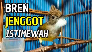 Download lagu #031⚪ BREN CUCAK JENGGOT GACOR ISTIMEWA JEDA RAPAT COCOK BUAT MASTERAN SEGALA JENIS BURUNG KICAU‼️ mp3