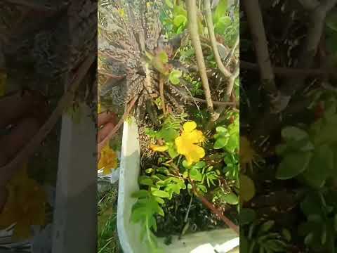 Chinna# flowers # umasri-s7q