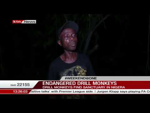 Endangered Drill Monkeys