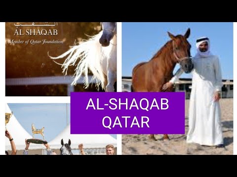HORSE SHOW  ||  DOHA QATAR