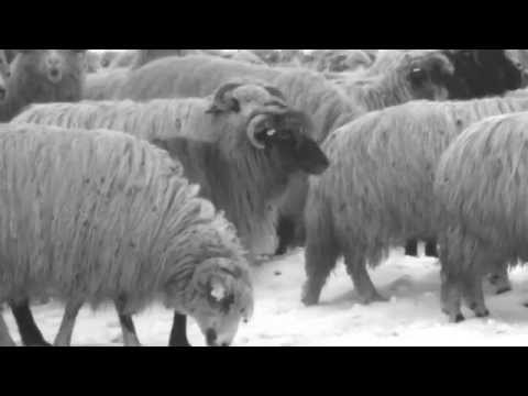 Păstoritul - Sâmbrișoara Oilor la Dohara