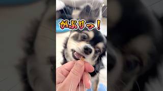 犬、おやつ食いまくり。 #犬との暮らし #chihuahua #dog #チワワ #癒し