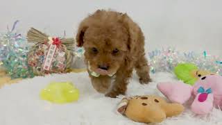 トイプードルの動画01