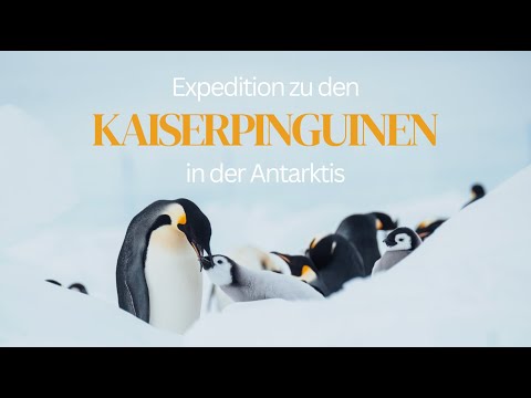 More people have been to space than these emperor penguins have | our Antarctic expedition by plane