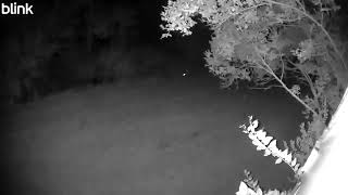 Deer 2025 09 19