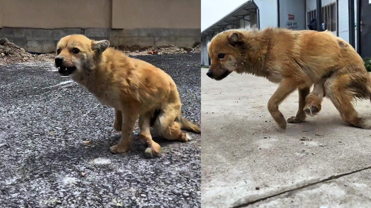 "Please save me," he cried loudly, groaning in pain as he dragged his broken leg