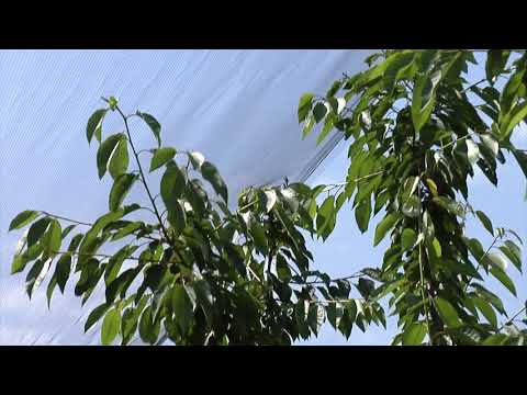 Reč struke ep. 261 06.08.2019. NAJAVA