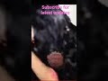 Shivin Cute Old Memories ️ Shivangijoshi Mohsinkhan Shivin Kaira Shorts