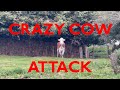 I Got Attacked By A Crazy Cow