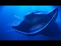 4K El Gran Maja First Encounter
