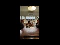 Courtney Barnett And Lucius Live From Our Lounge Rooms Dusty Trails By Lucius