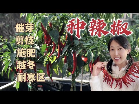 種辣椒