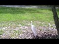Great Egret Hunting Lizards
