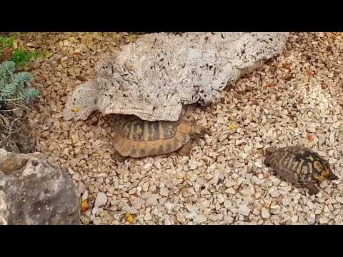 Mediterrane Landschildkröten Wilhelma Oktober 2022