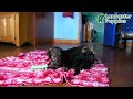 Yorkiepoo dogs for sale: Holly - Video 1