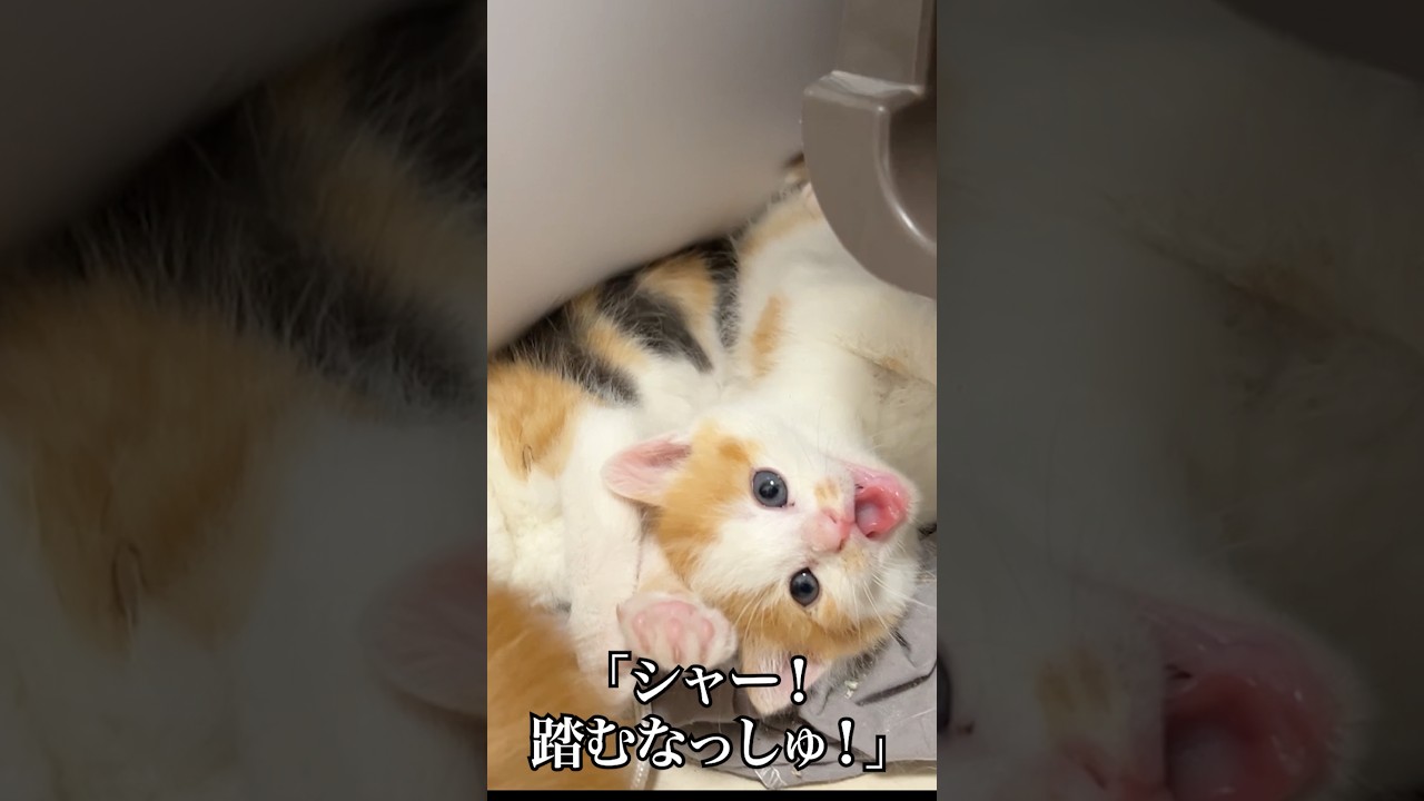 🐱踏まれて激怒するイモ幼猫   #cat #kitten #猫 #子猫 #ねこ #こねこ #保護猫  #shorts  #猫のいる暮らし
