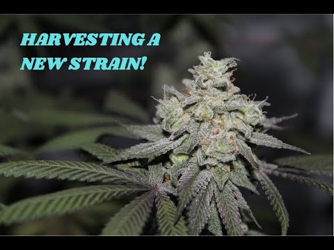 Candy Pie Strain