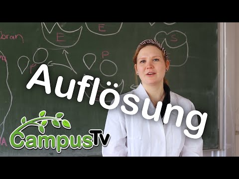 Temperaturabhängigkeit von Enzymen - Auflösung | CampusTV