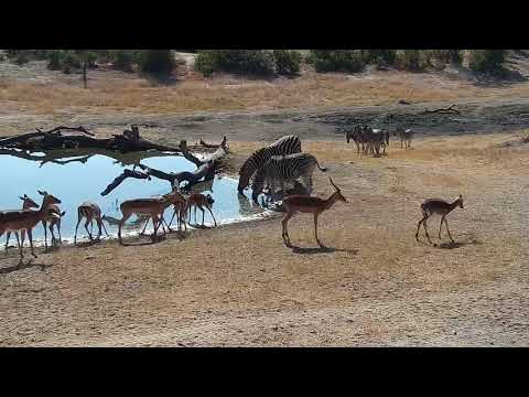 Djuma: Zebras and Impalas - 10:08 - 07/29/19