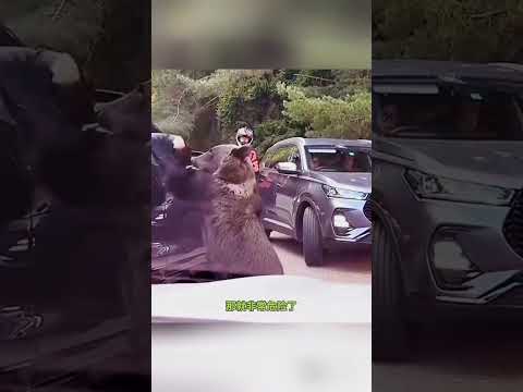 为什么看见熊还坐在那一动不动！？#野生动物零距离 #动物的迷惑行为  #黑熊 #科普 #万万没想到