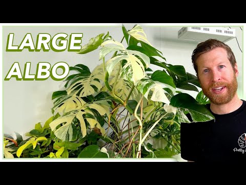 How to grow HUGE MONSTERA ALBO leaves