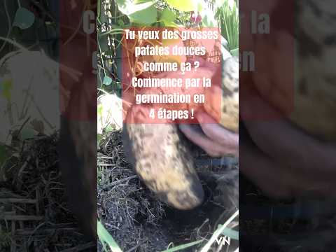 Sweet Potato Slips: Easy, Effective Germination Tutorial