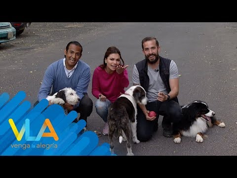 ¿Cómo lograr que mi perro deje de morder todo?