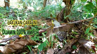 Download lagu Trik Ampuh Pikat Burung Pijantung Gunung||Susuah Turun||Sering Dipikat||Lakukan Cara Ini mp3