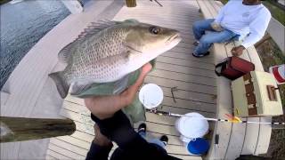 Dock Fishing For Mangrove Snappers