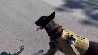 Video preview image #1 Mutt Puppy For Sale in Stevens Point, WI, USA