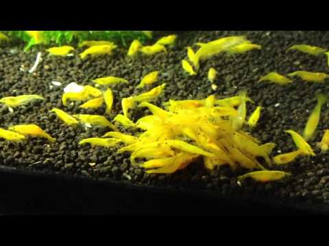 Watch Video on YouTube