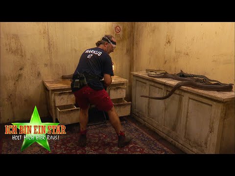 Dschungelcamp 2020 | Dschungelprüfung: Ge-Fahrstuhl - 8 Sterne nach der Krokodil-Attacke