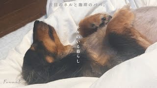 【寝起き】まだ眠くて全然起きられない早朝5時のミニチュアダックスフンド