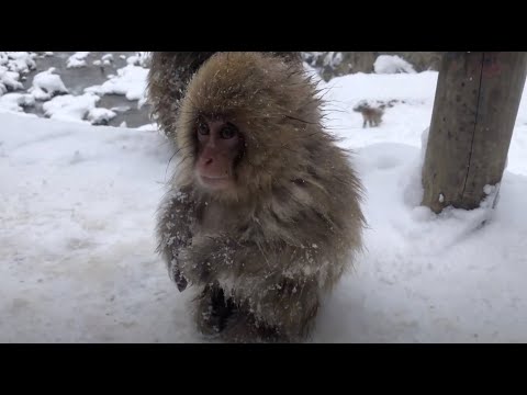 Snow Monkeys...we finally found them! (Visiting Jigokudani in Nagano, Japan)
