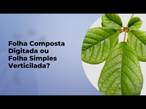 NÃO CONFUNDA FOLHA COMPOSTA DIGITADA COM FOLHA SIMPLES VERTICILADA