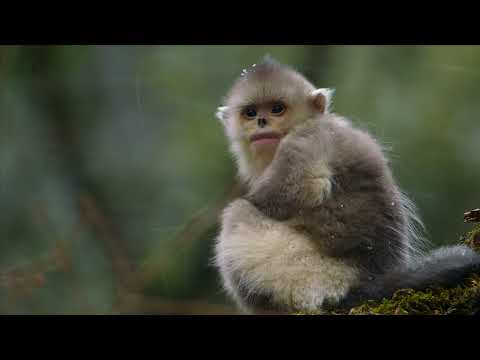 Rare Survivors: China's Iconic Wildlife