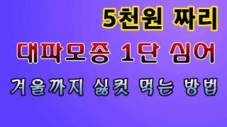 [텃밭농부.992]  5,000원짜리 대파모종 한단 심어 겨울까지 싫컷 먹을 수있는 방법