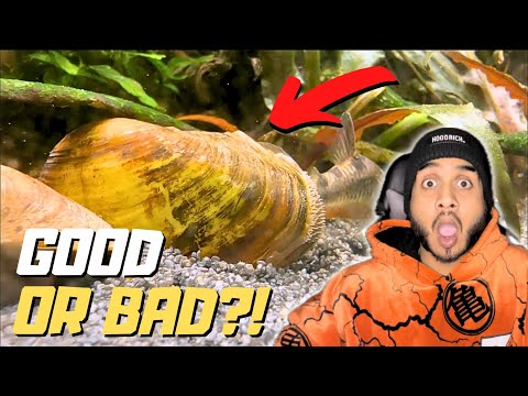 Should You Keep Freshwater Clams in Your Aquarium ?