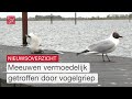 Ja-stickers op de brievenbus en weer honderden dode meeuwen gevonden | Dit is Flevoland